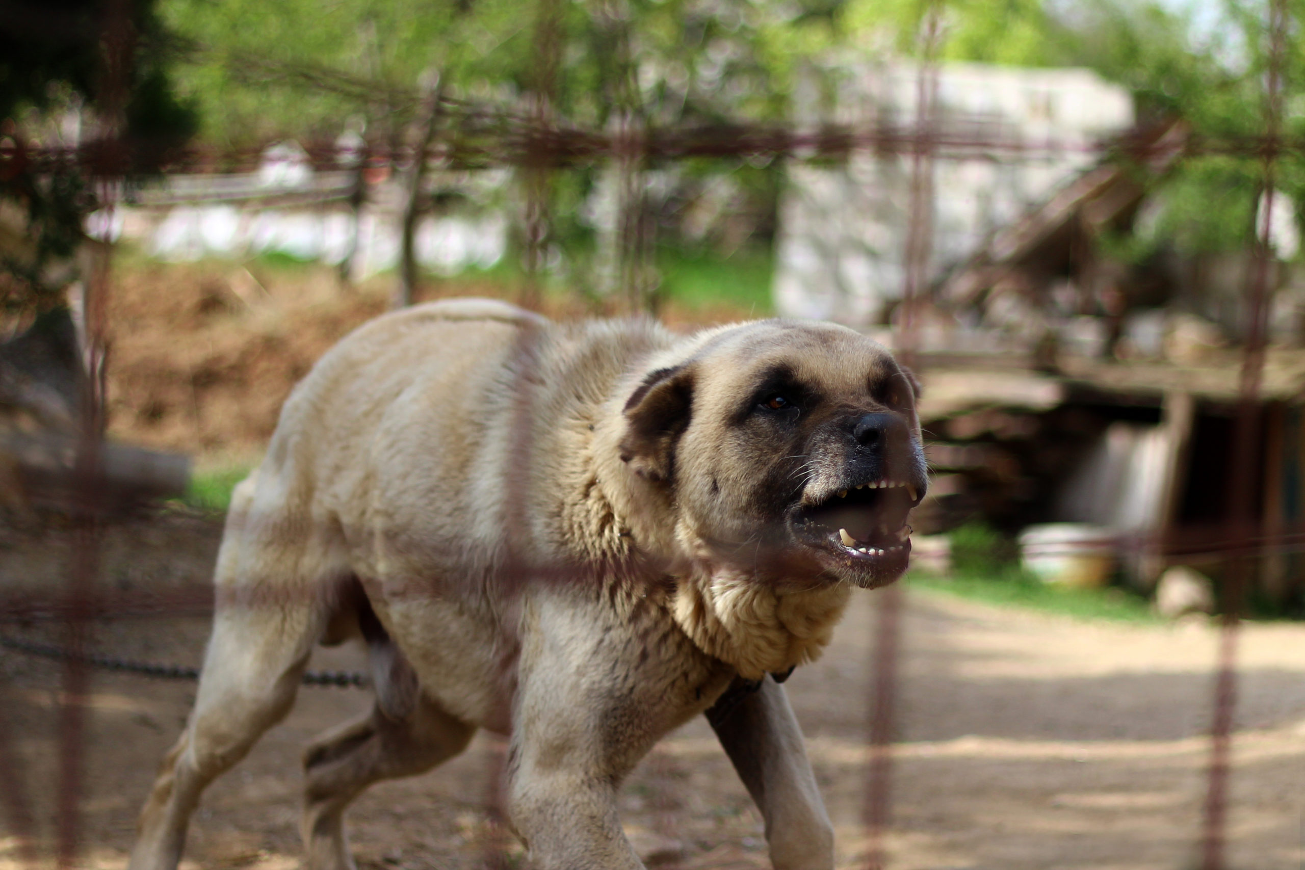 An aggressive Turkish Kangal dog showing teeth to a person.