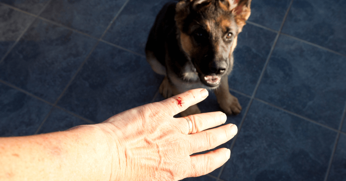 How to Prove Owner Negligence in a New Jersey Dog Bite Claim